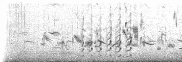Beringstrandläufer (ptilocnemis) - ML237706