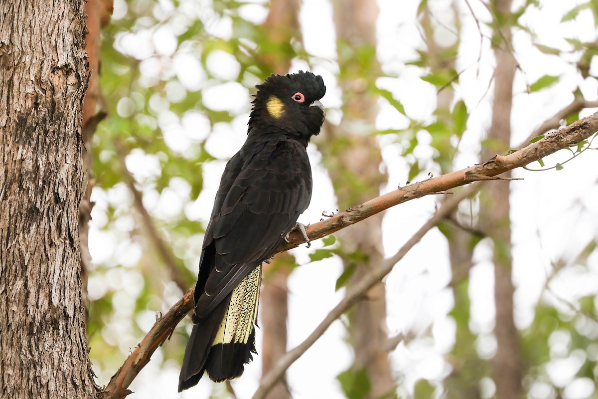 Yellow-tailed Black-Cockatoo - Ged Tranter