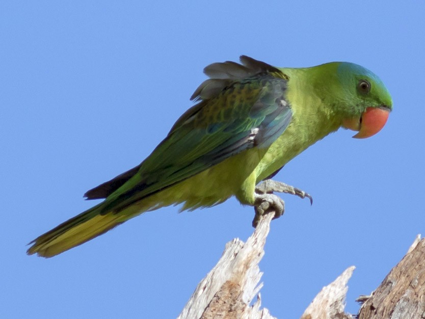 Blue-naped Parrot - Michael Todd