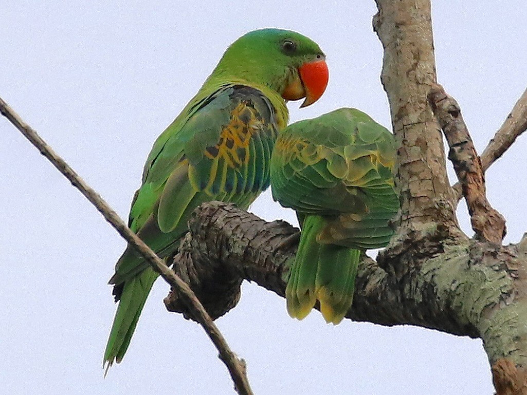 Bluenaped Parrot eBird