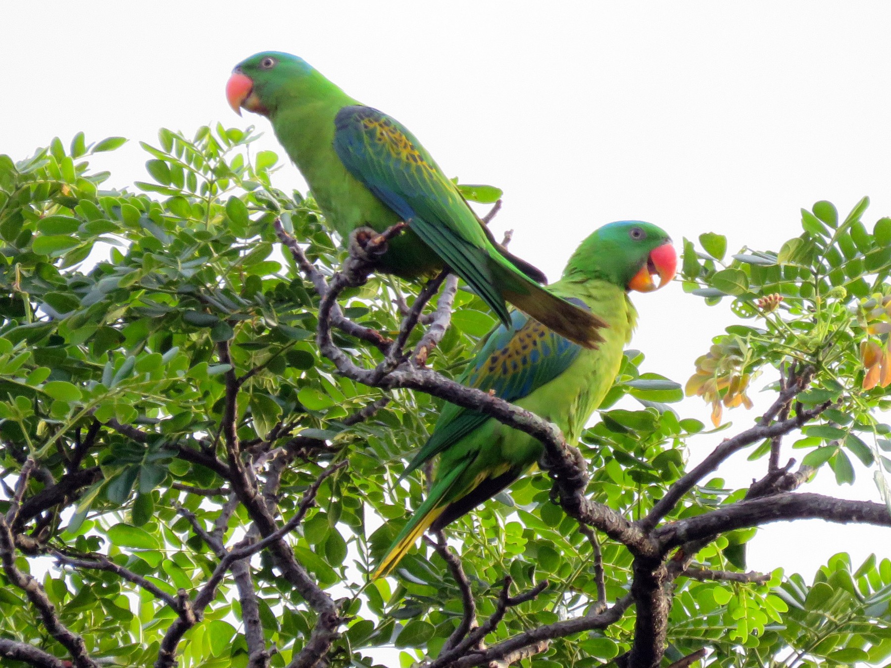 Blue-naped Parrot - eBird