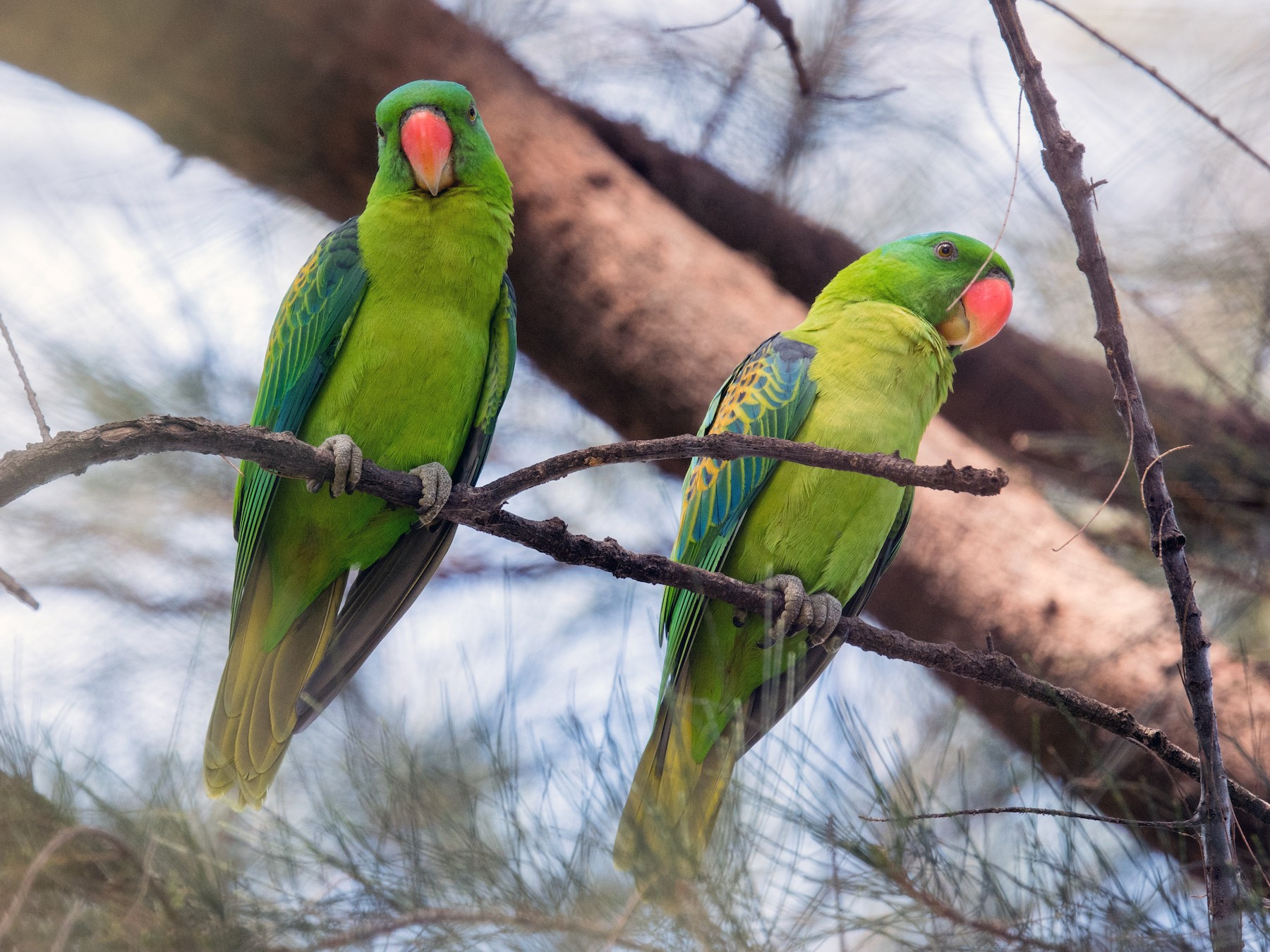 Blue-naped Parrot - Wei Yan