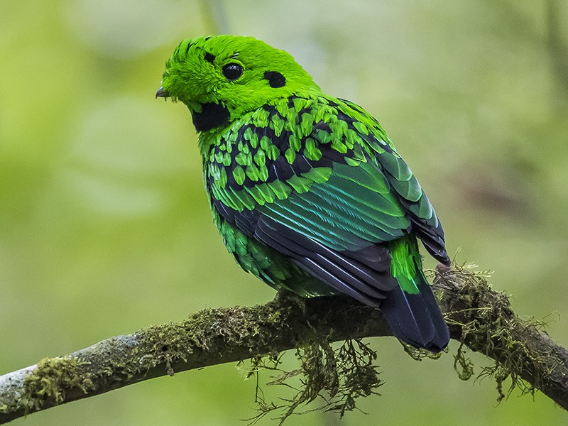 Whitehead's Broadbill - eBird
