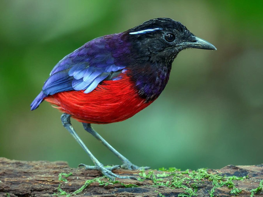 Black-crowned Pitta - eBird