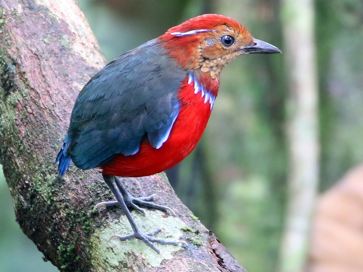 Blue-banded Pitta - eBird