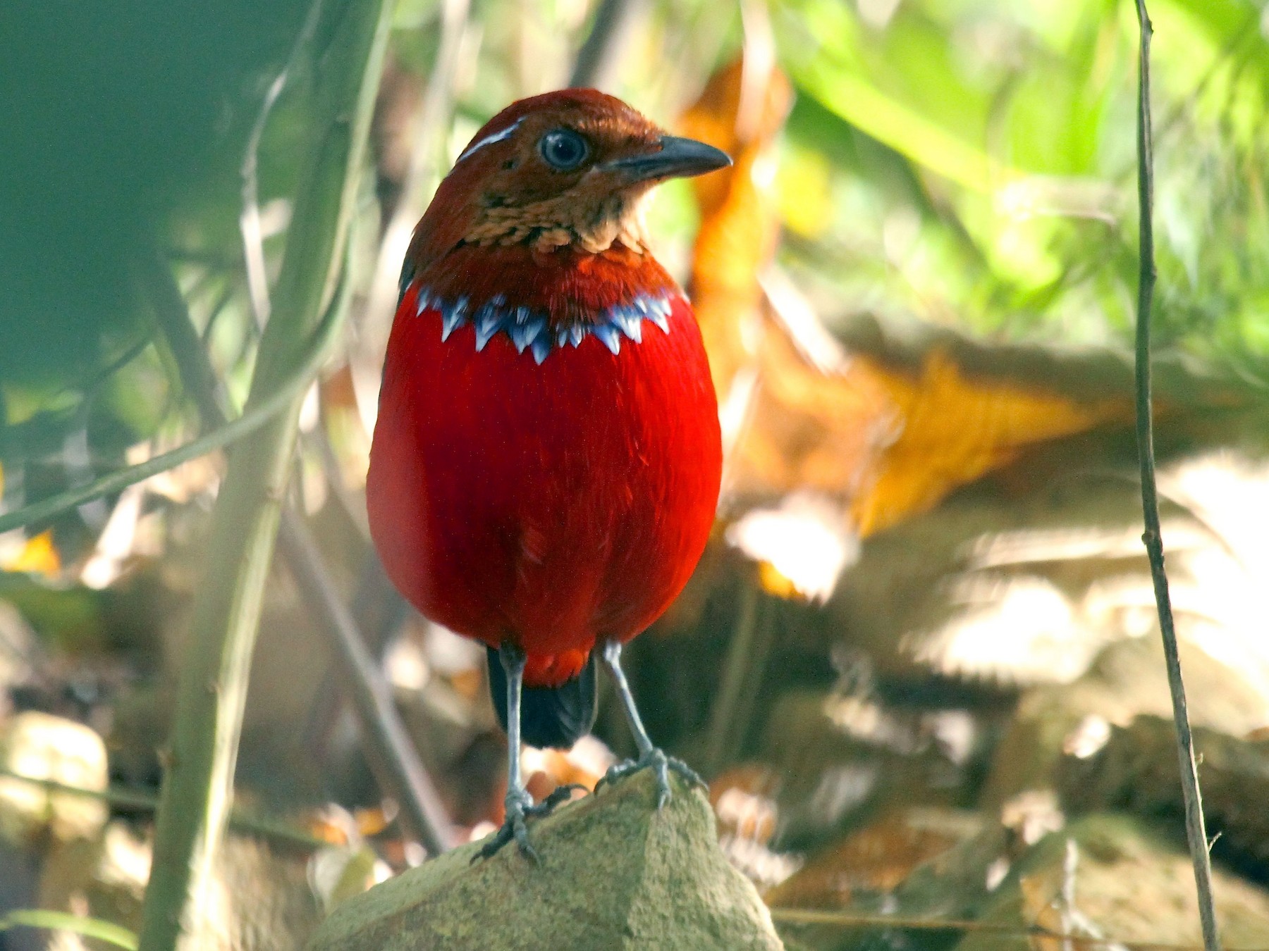 Blue-banded Pitta - Dave Bakewell