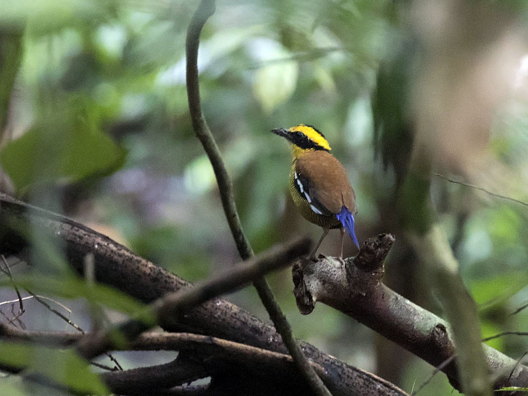 Bornean Banded-pitta - Ebird Japan