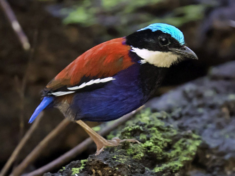 ズアオヤイロチョウ - eBird