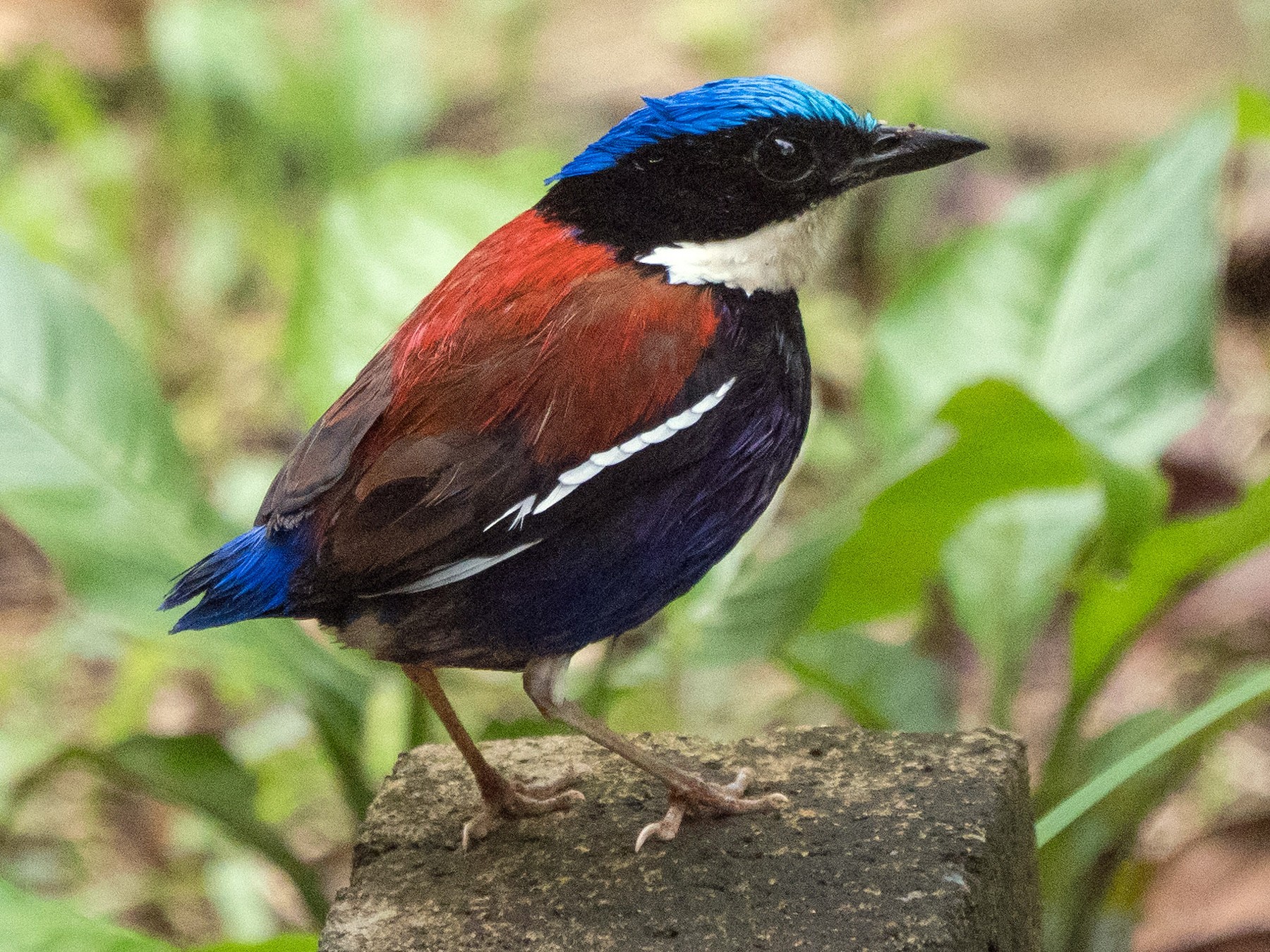 ズアオヤイロチョウ - eBird