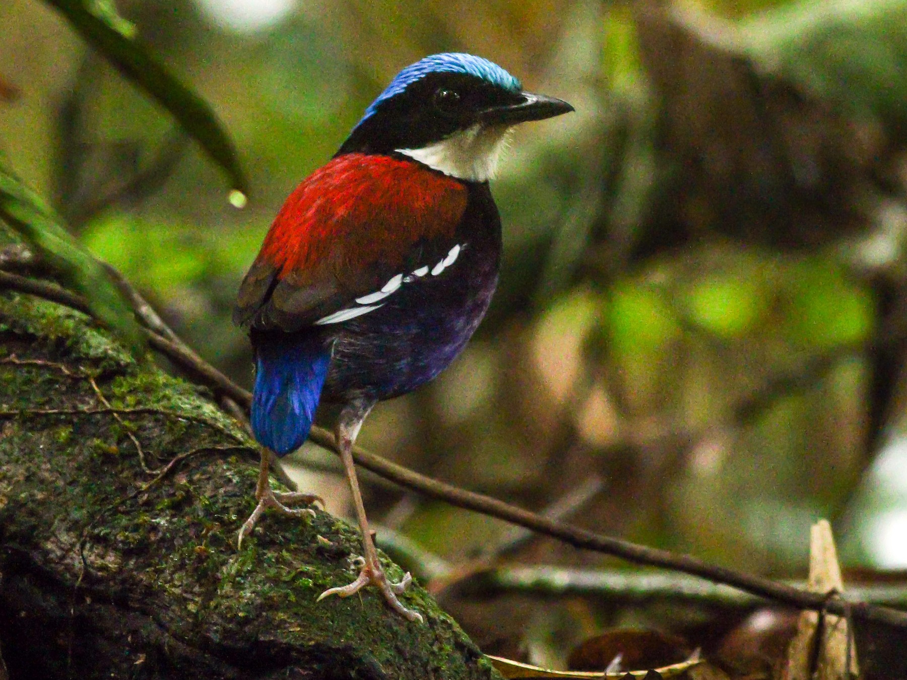 Paok kepala-biru - eBird