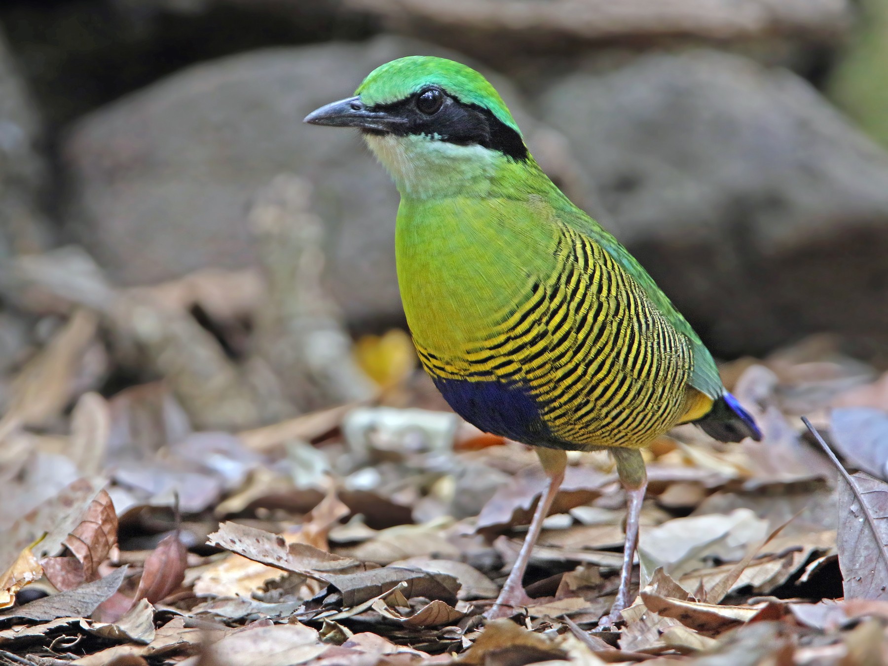 Bar-bellied Pitta - eBird