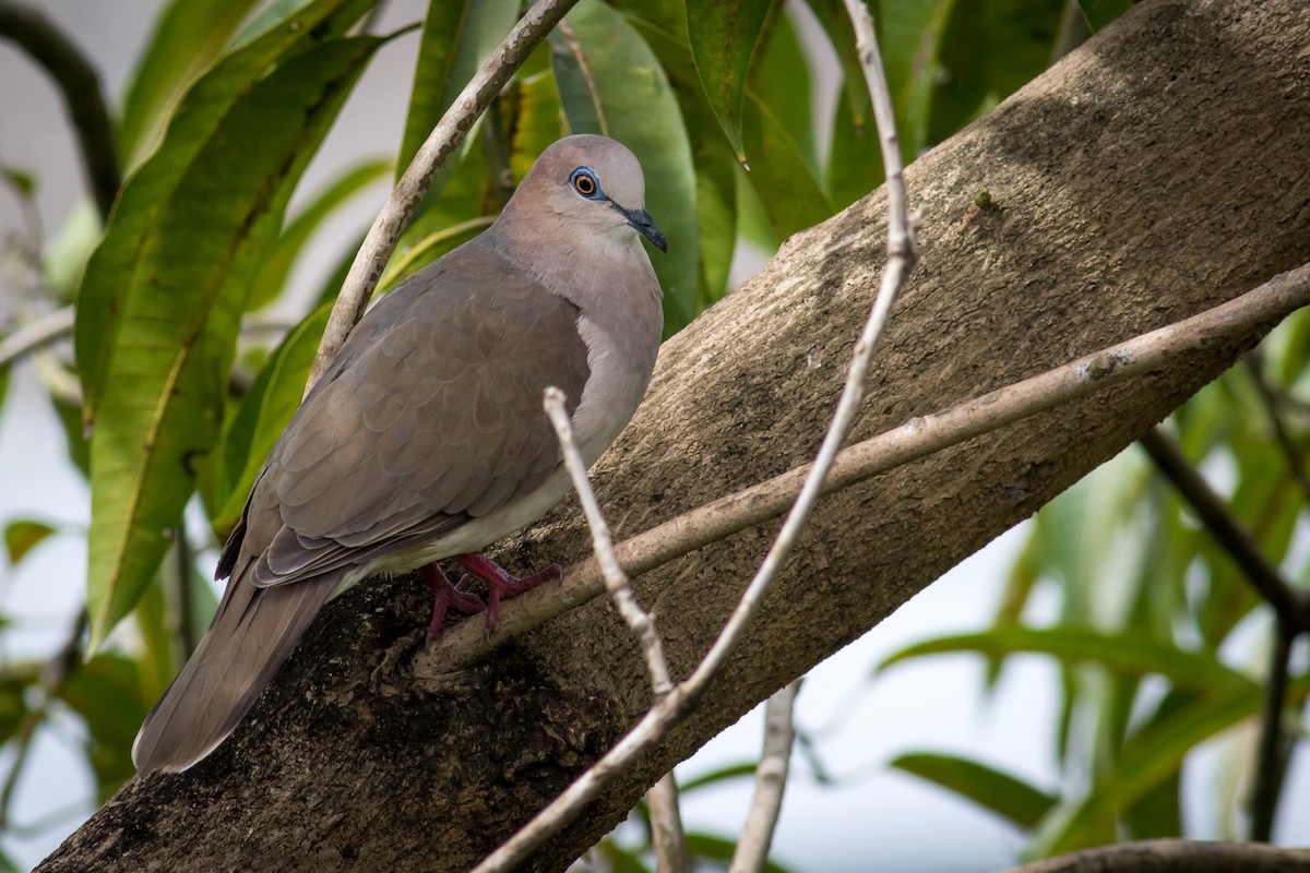 White-tipped Dove - Becke Sigaty