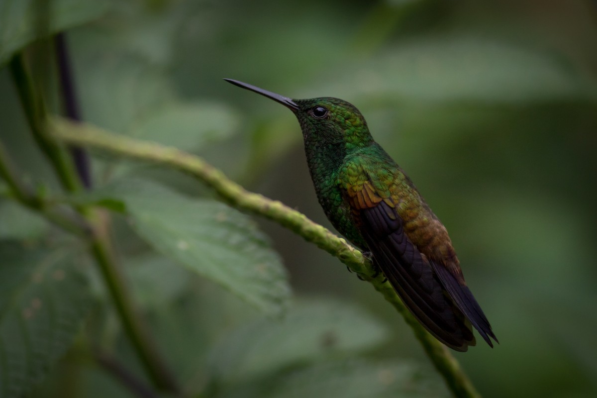 Copper-rumped Hummingbird - Becke Sigaty