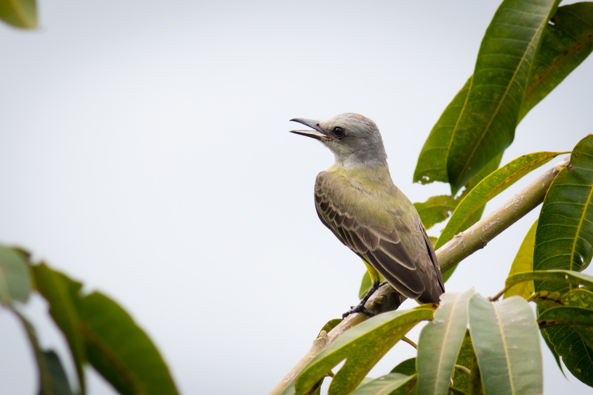 Tropical Kingbird - Becke Sigaty