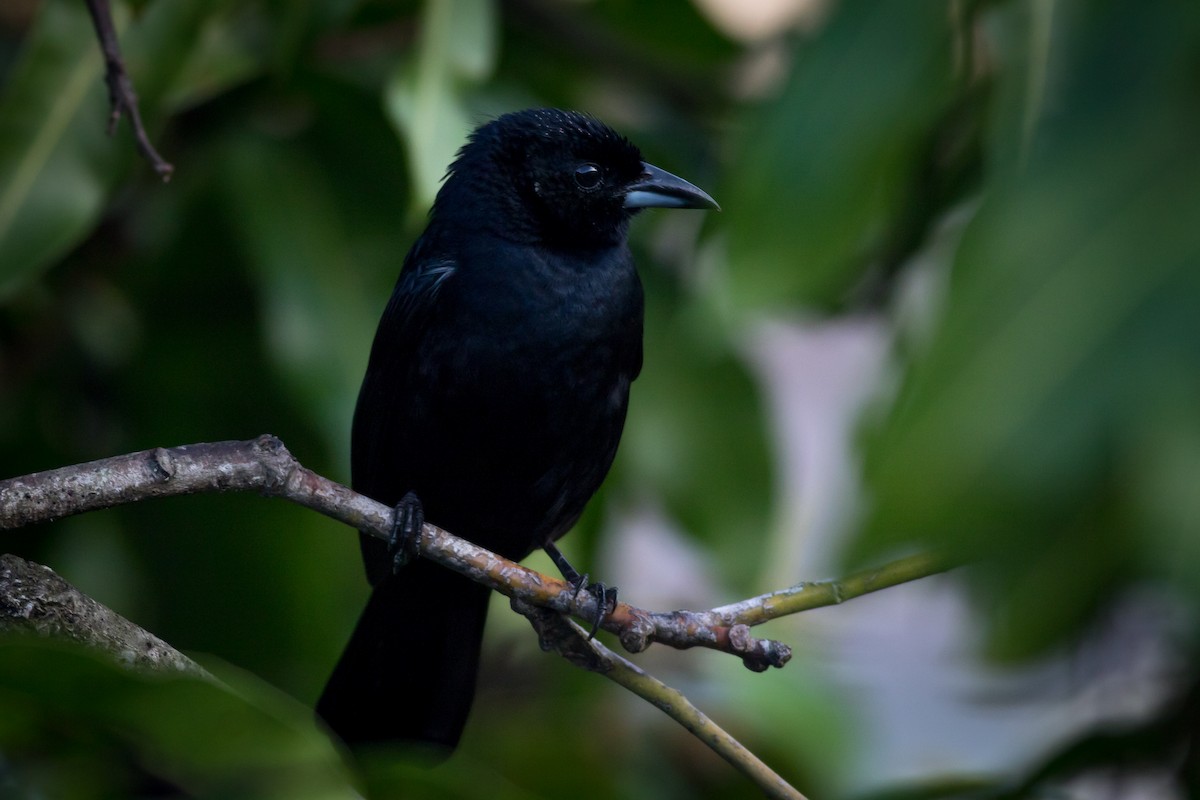 White-lined Tanager - ML237709391