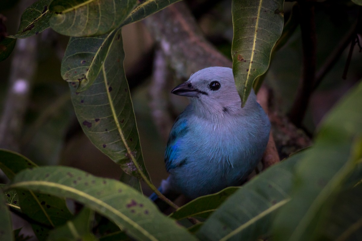 Blue-gray Tanager - ML237709811