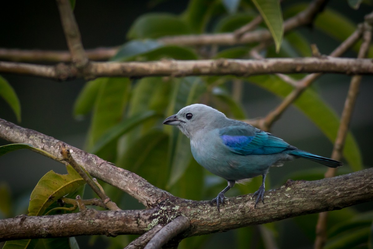 Blue-gray Tanager - ML237709841