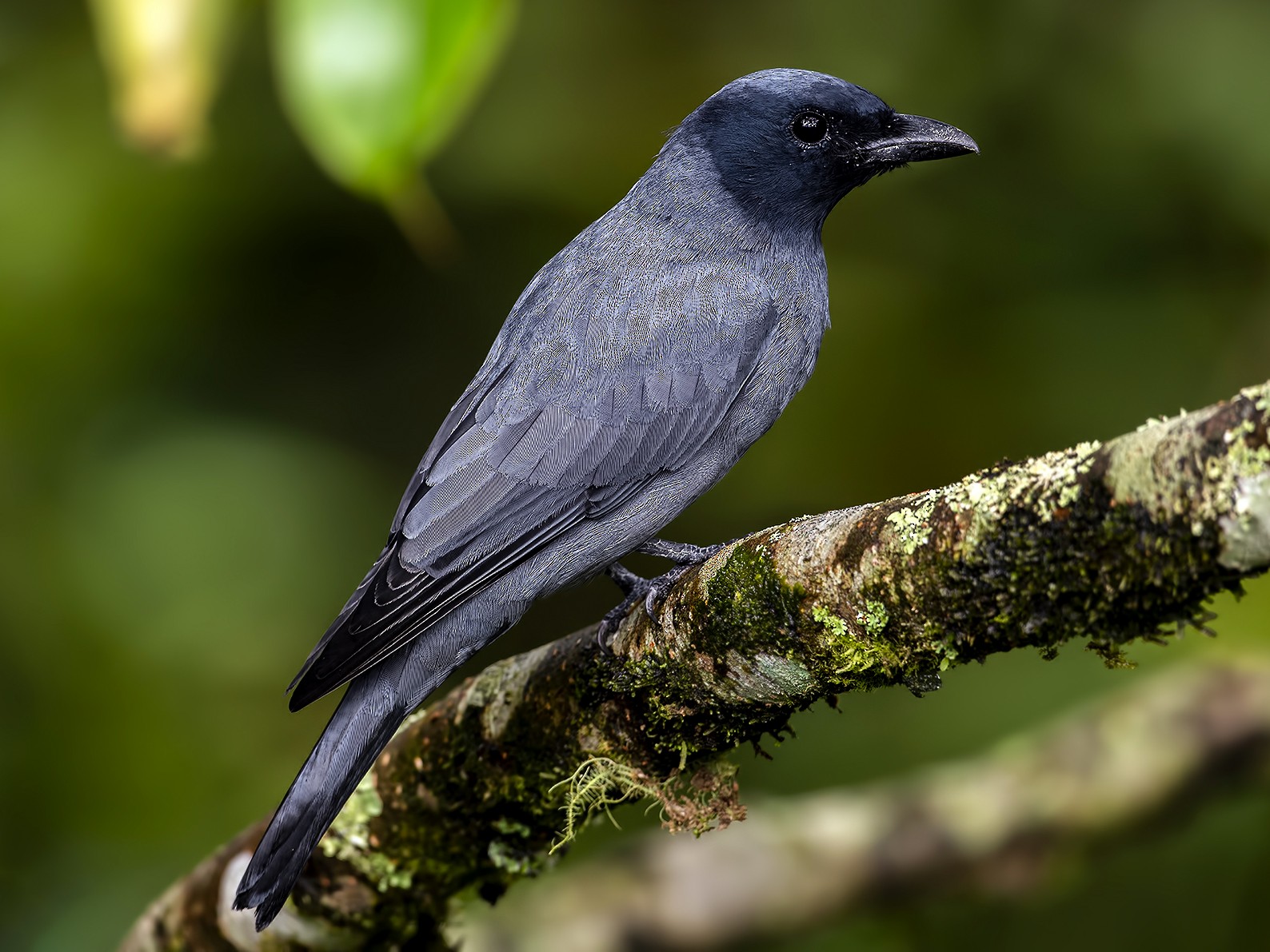 Sunda Cuckooshrike - Godwin Chan