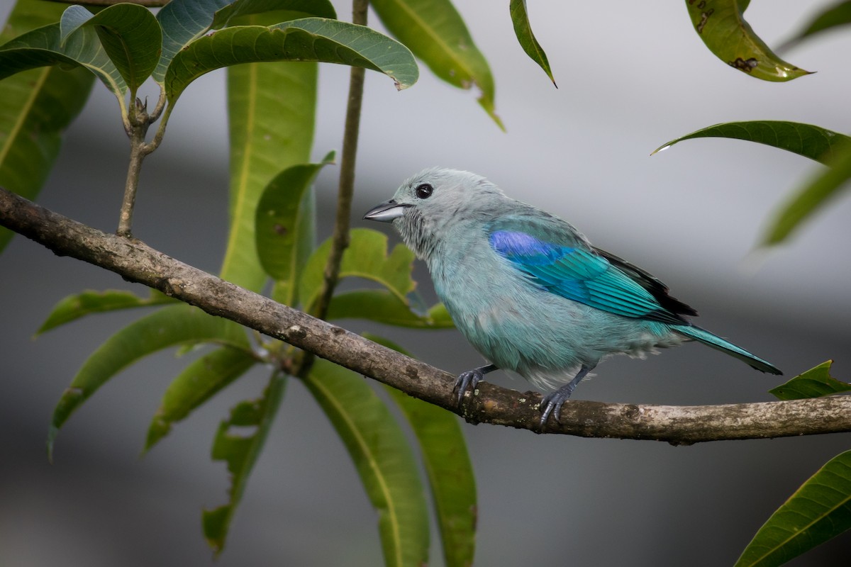 Blue-gray Tanager - Becke Sigaty