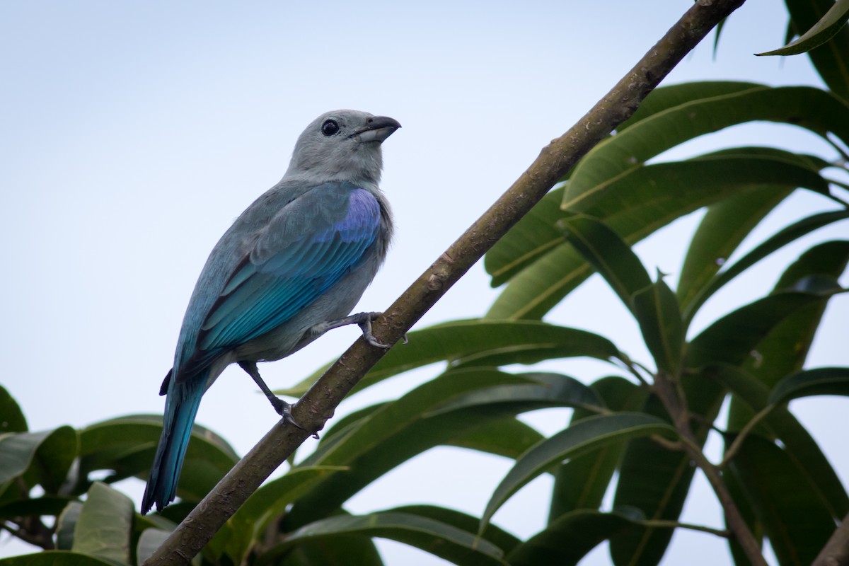 Blue-gray Tanager - ML237709891