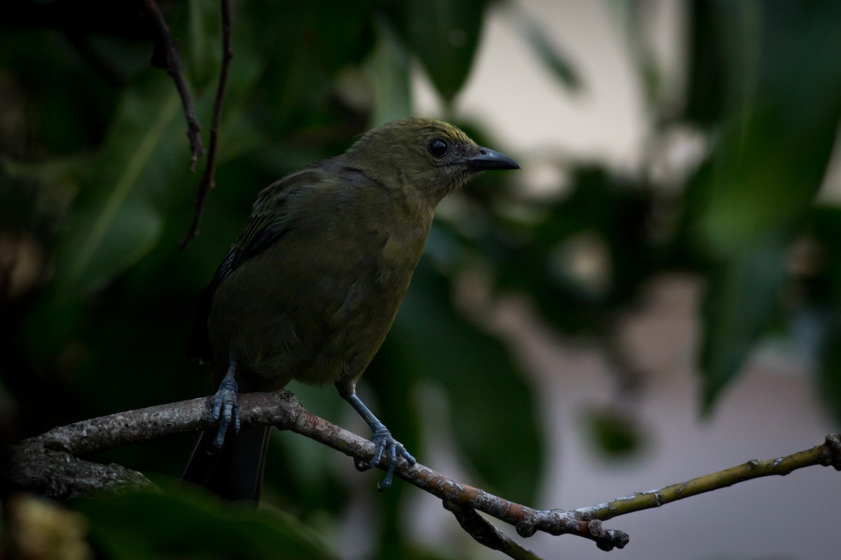 Palm Tanager - ML237709931