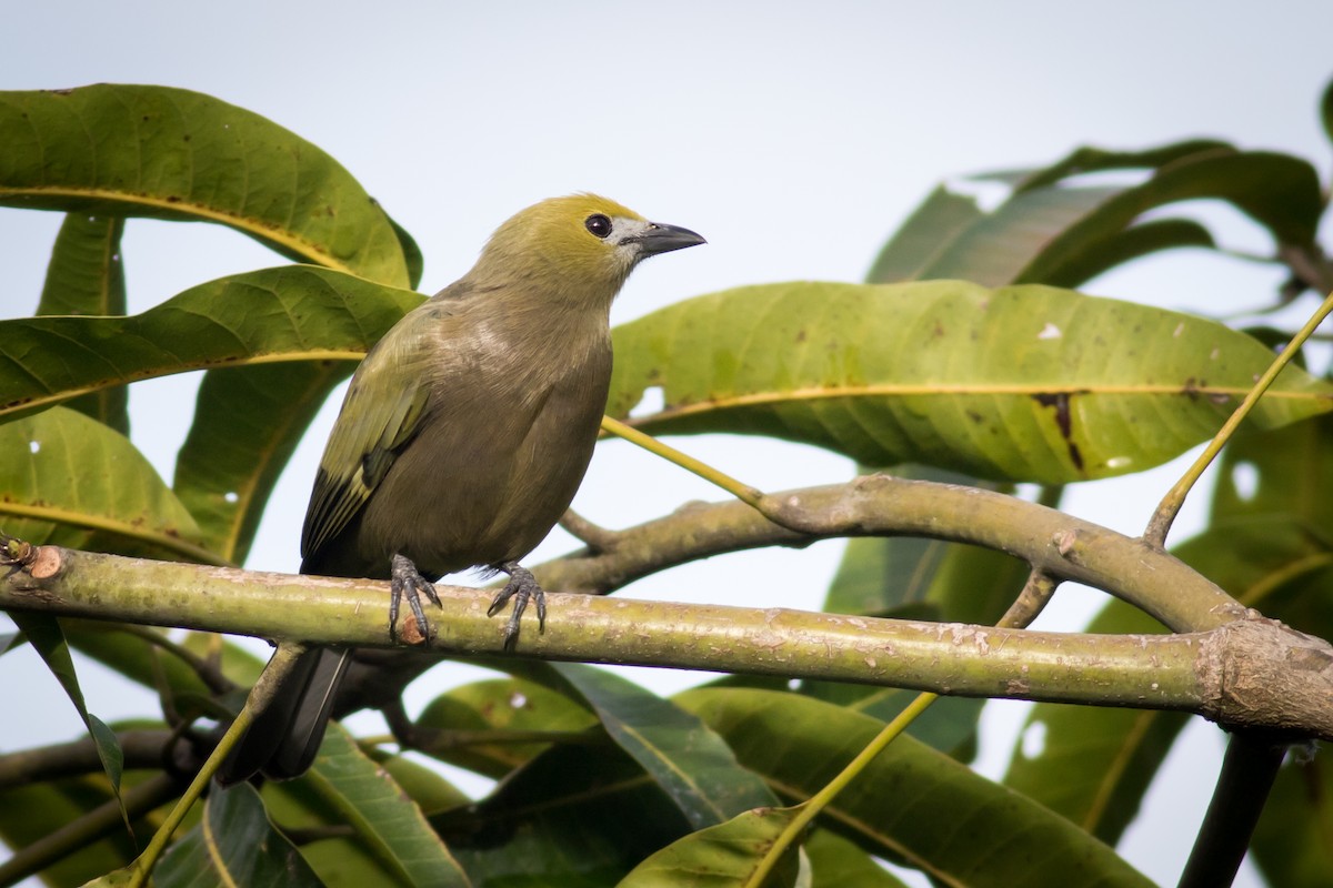 Palm Tanager - Becke Sigaty