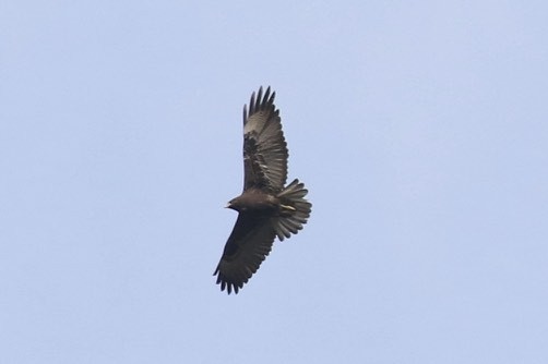 Black-chested Buzzard-Eagle - Knut Hansen
