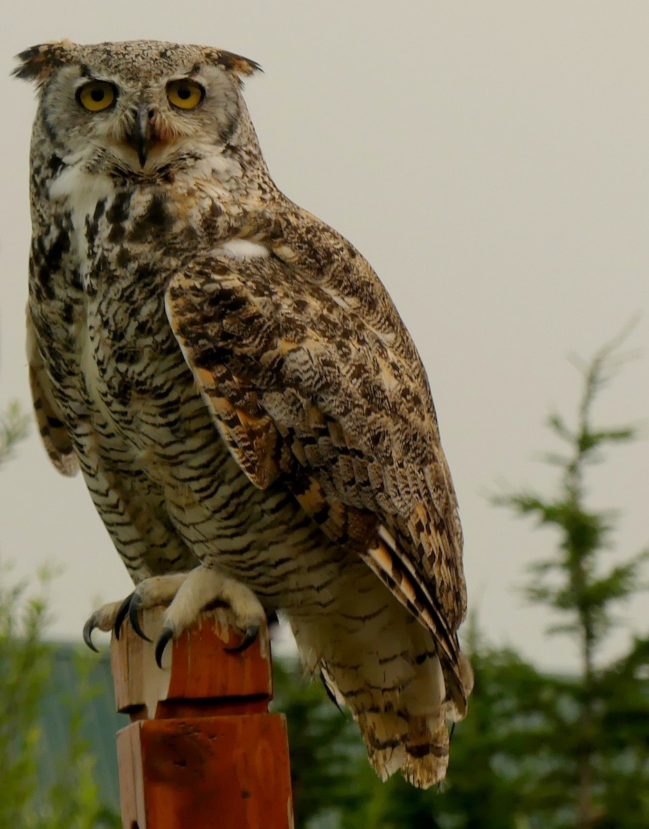 Great Horned Owl - ML237713351