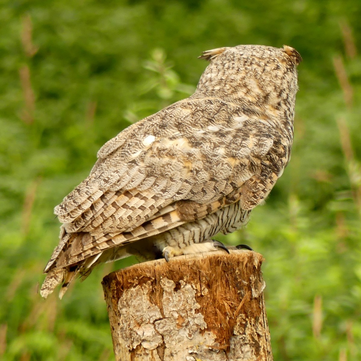 Great Horned Owl - Diana Flora Padron Novoa
