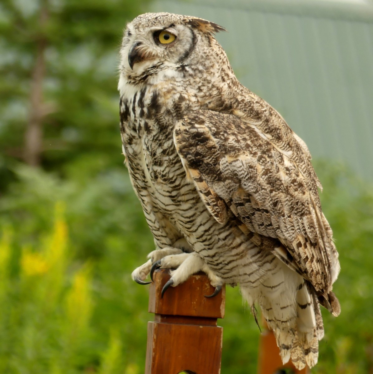 Great Horned Owl - ML237713371