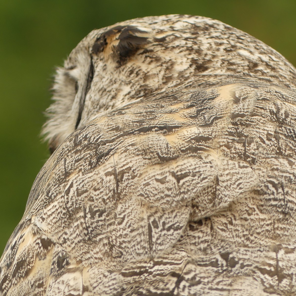 Great Horned Owl - ML237713381