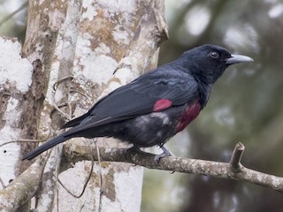 นกเพศผู้เต็มวัย (Black-and-crimson) - Robert Lockett - ML237713441