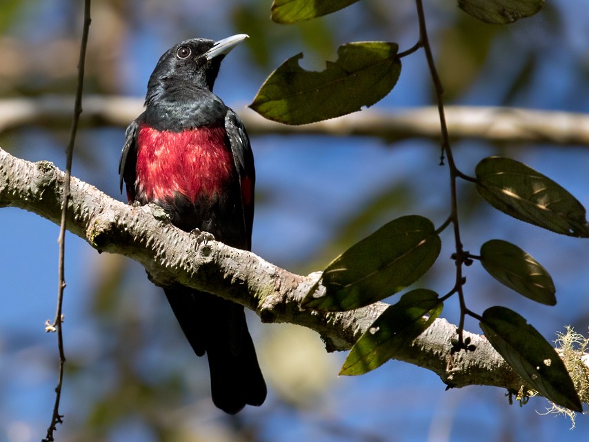 Black-and-crimson Oriole - Lars Petersson | My World of Bird Photography