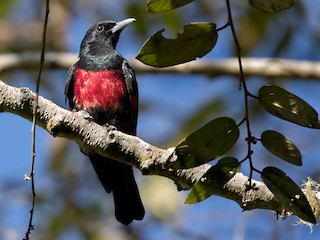 Adulte mâle (Black-and-crimson) - Lars Petersson | My World of Bird Photography - ML237713451