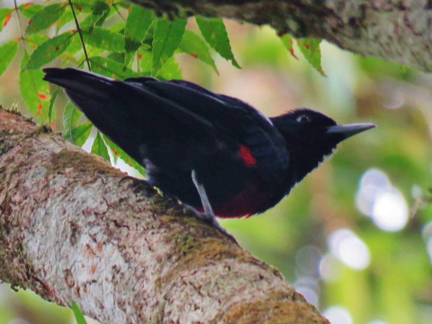 Blackandcrimson Oriole eBird