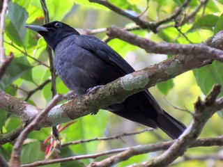 นกเพศเมียเต็มวัย (Black-and-crimson) - Tom Wheatley - ML237713471