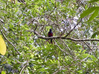 ヒムネスミゴロモ - eBird