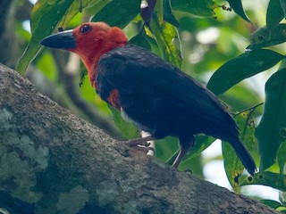  - Bornean Bristlehead