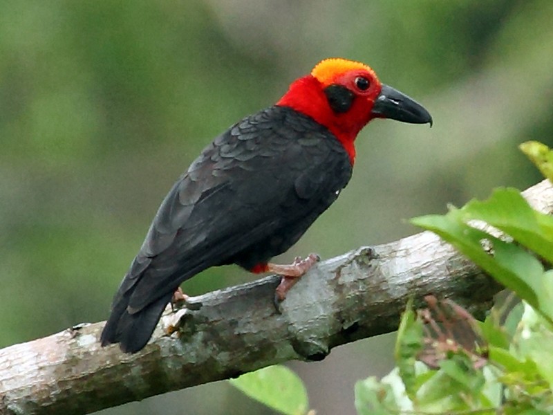 Bornean Bristlehead - eBird