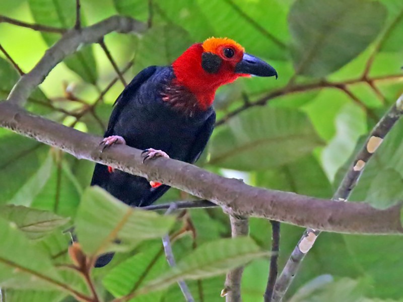 Bornean Bristlehead - eBird
