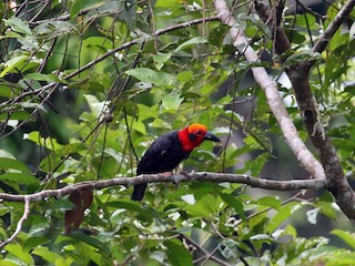  - Bornean Bristlehead