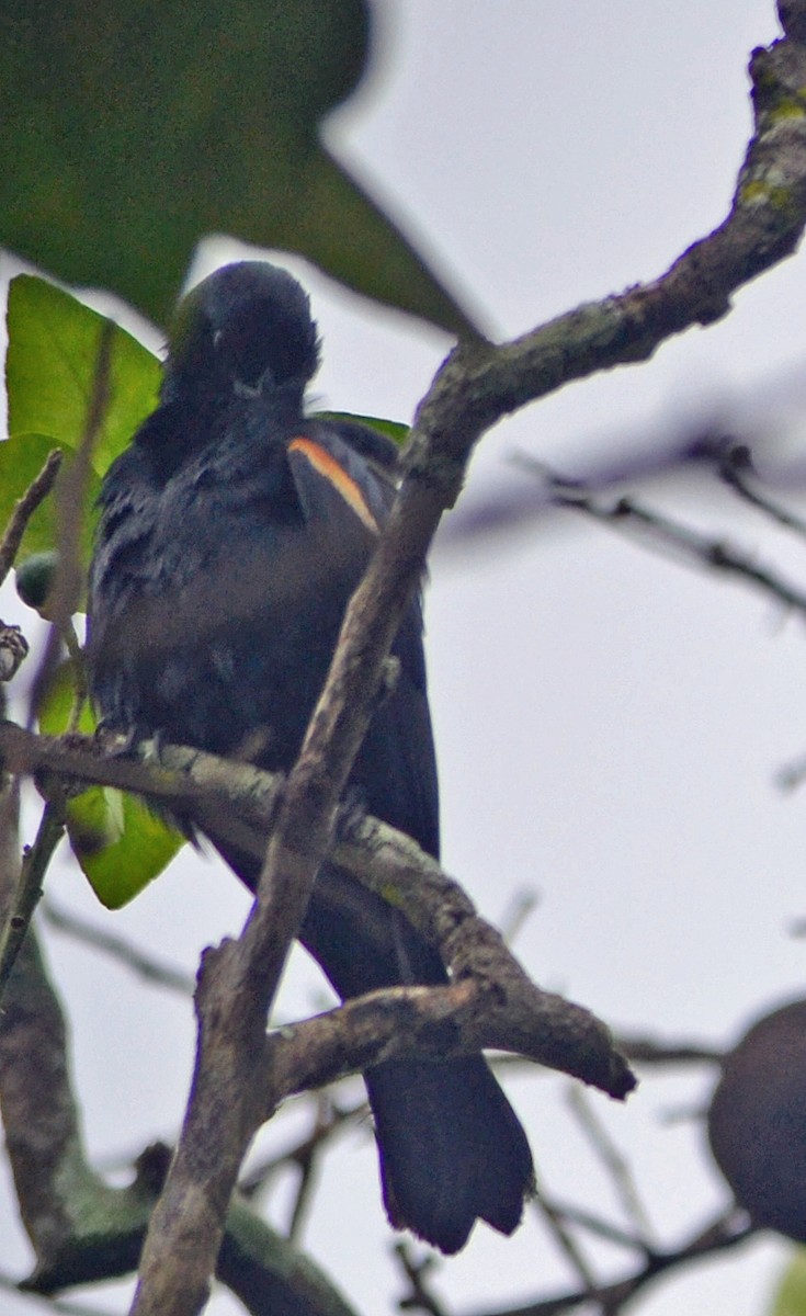 Tawny-shouldered Blackbird - ML23771381