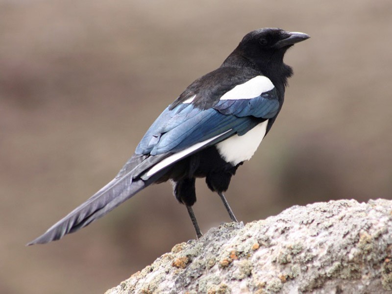 Black-rumped Magpie - eBird