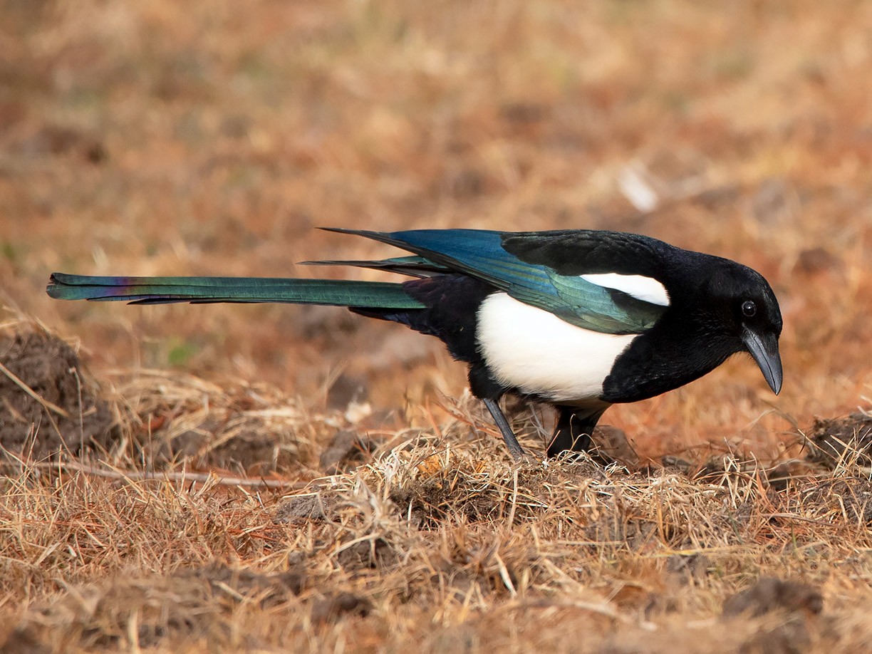 Black-rumped Magpie - eBird