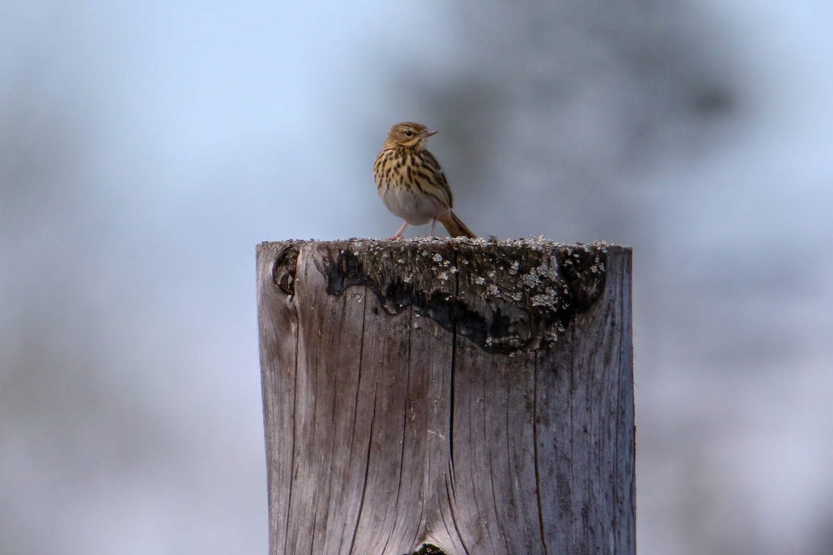 Tree Pipit - Marie Stridh