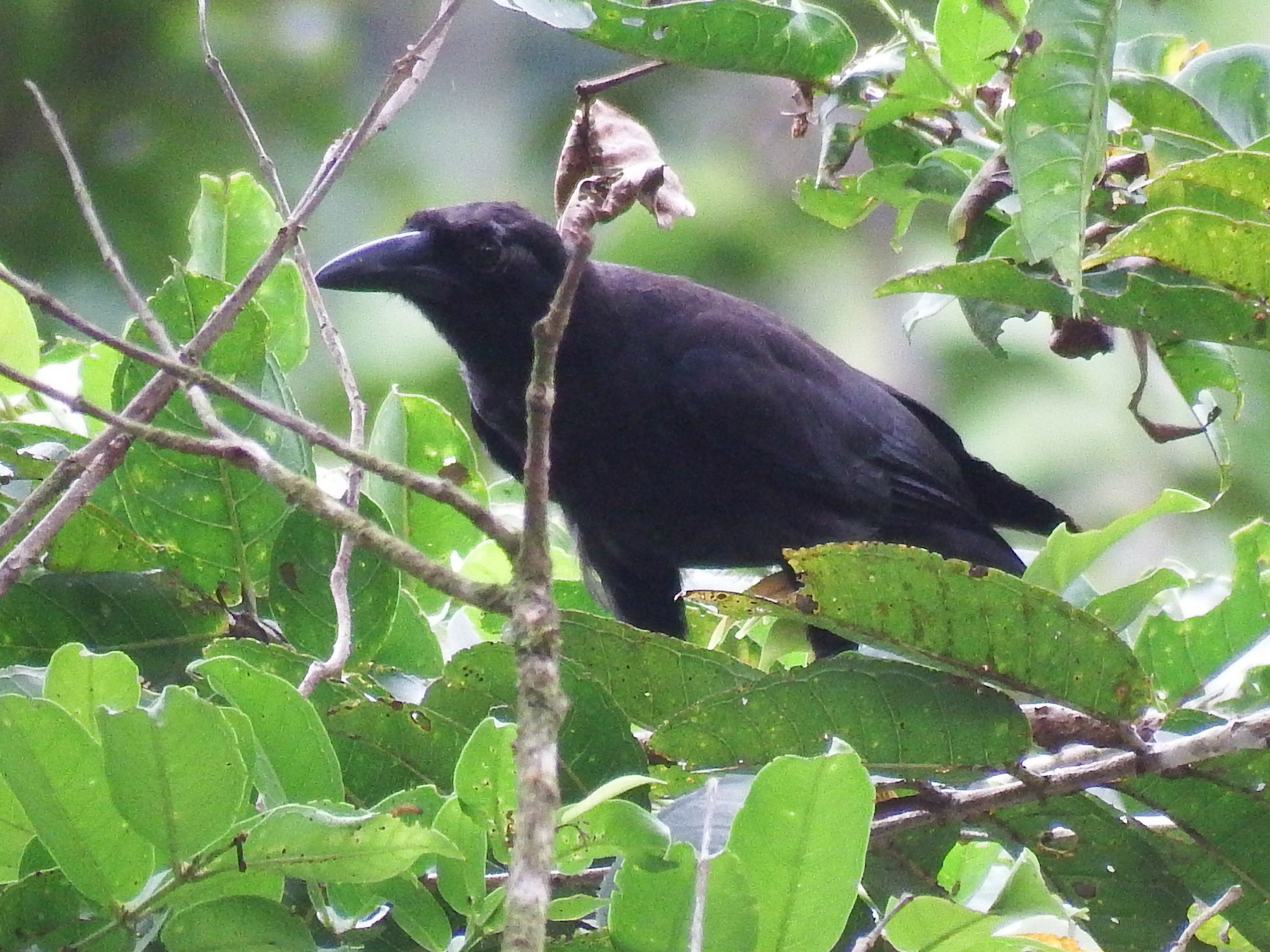 Gagak Hutan Ebird