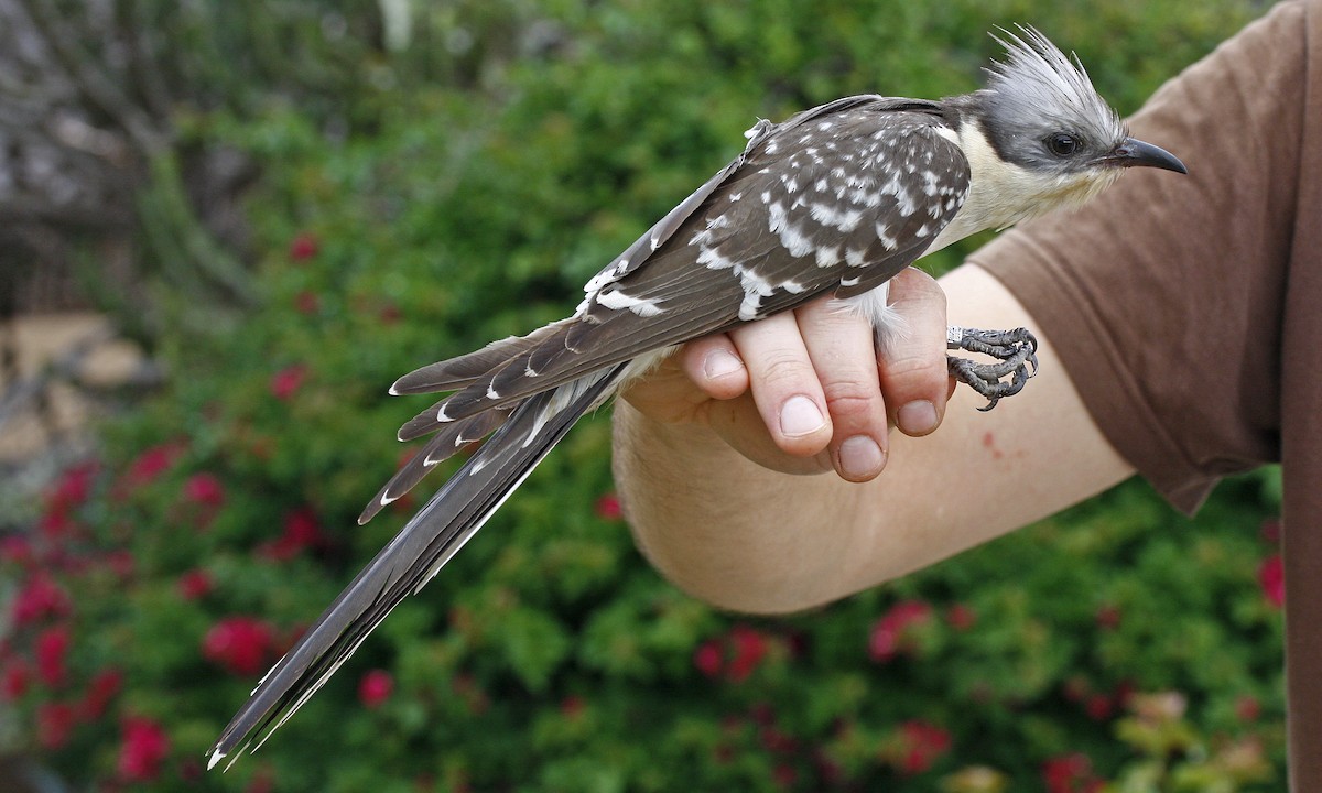 Great Spotted Cuckoo - ML237716091