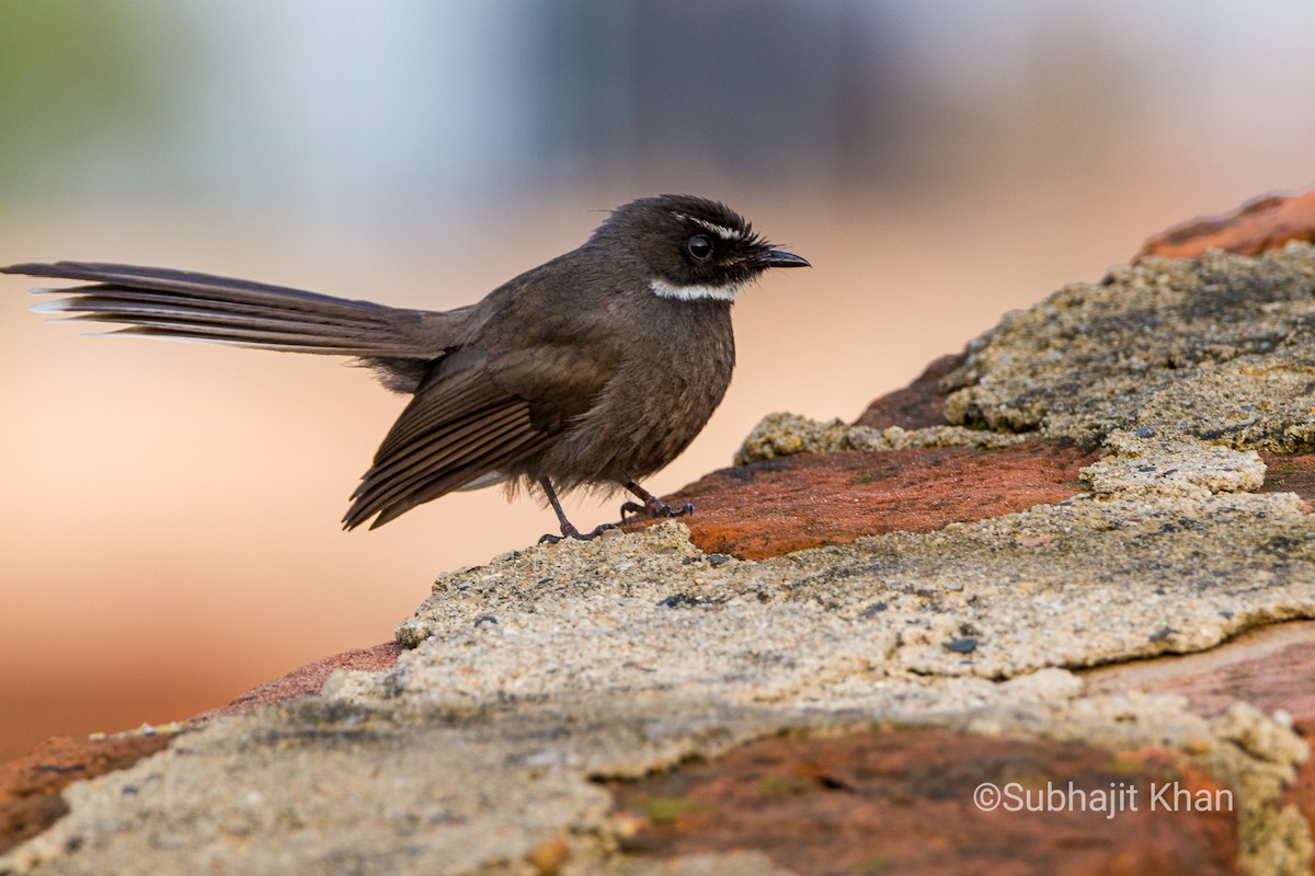 White-throated Fantail - ML237716741