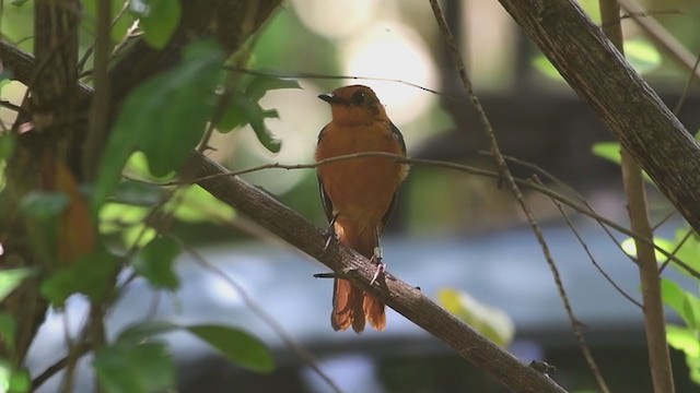 Red-capped Robin-Chat - ML237717071