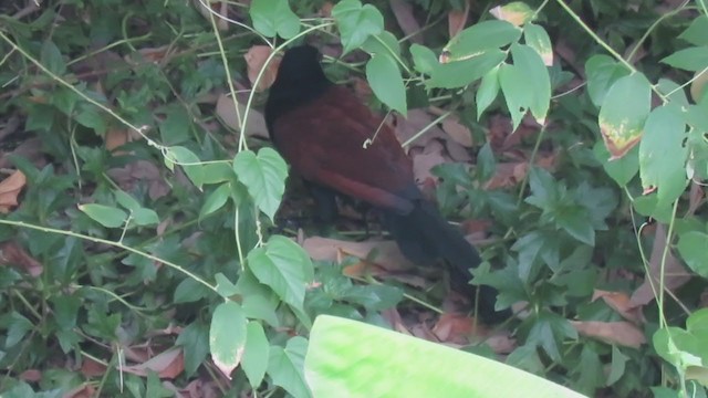 Greater Coucal - ML237719701